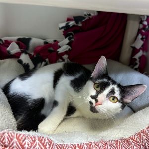 Soccer and Squeaks are a pair of bonded 4-month-old cuties ready to add a big dose of fun and love