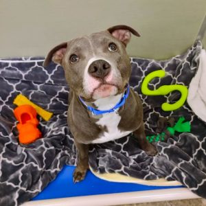 Talk about charm Lil Joe has it in spades This 11-month-old Pit Bull makes fast friends with every