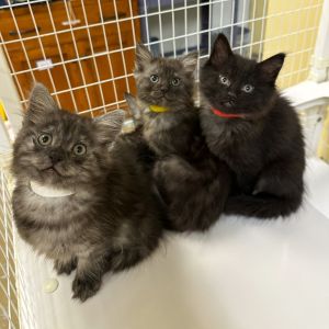 Weve got kittens If youre ready to add some spunk silliness and purrs to your home now is the 