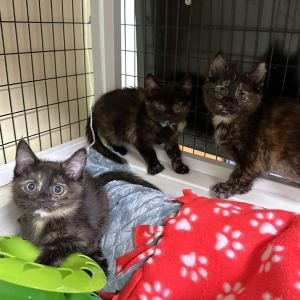 Weve got kittens If youre ready to add some spunk silliness and purrs to your home now is the 