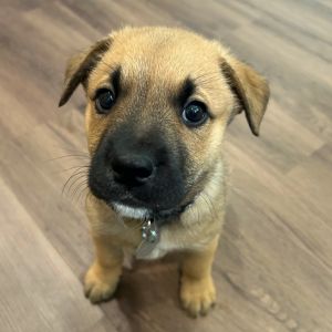 Weve got puppies These adorable 2-month-old Pit Bull mixes are ready to strike out on their own G