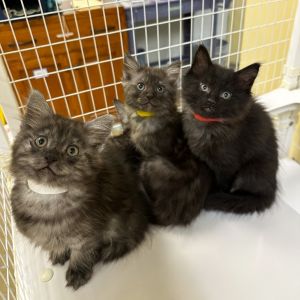 Weve got kittens If youre ready to add some spunk silliness and purrs to your home now is the 