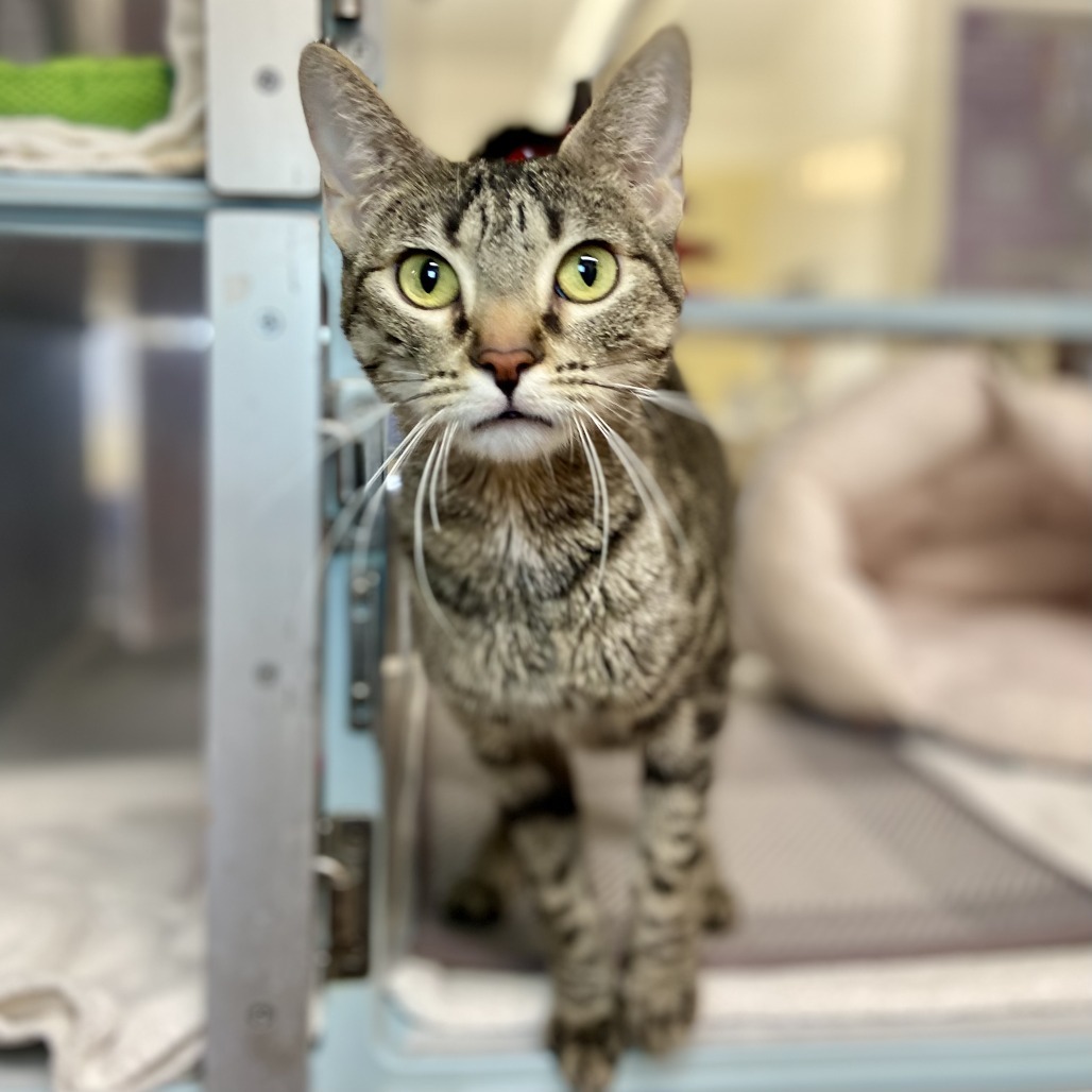 Pebble Rebel, an adoptable Bengal in Glenwood Springs, CO, 81601 | Photo Image 1