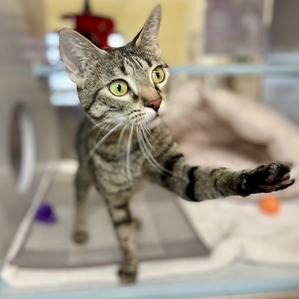 Pebble Rebel, an adoptable Bengal in Glenwood Springs, CO, 81601 | Photo Image 2