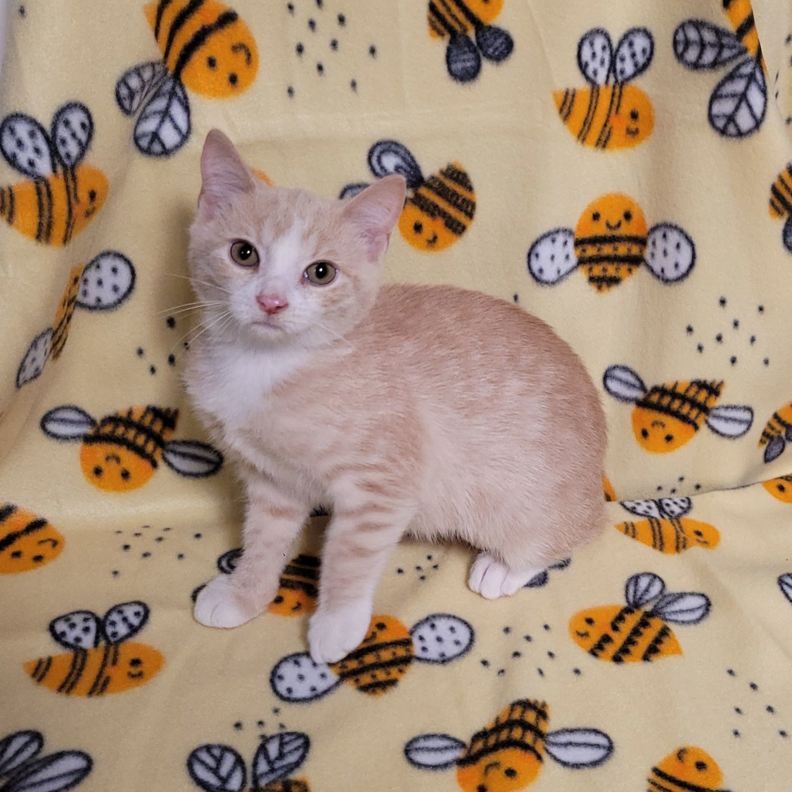 Bee Litter: BUMBLE