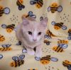 Bee Litter: BUMBLE photo 2