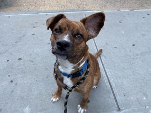 Meet Star Found as a stray and brought to ACC by a Good Samaritan Star is a 2-year-old brindle bea