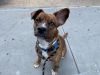 Buddy photo 1