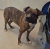 Buddy photo 6