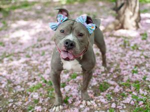 My foster writes Flower is a chill lovable pup who just wants to hang out and be adored She loves