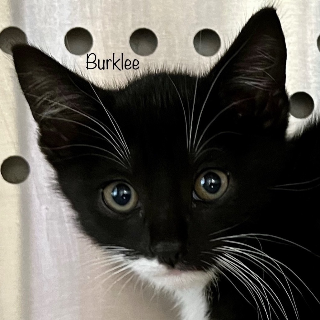 Burklee