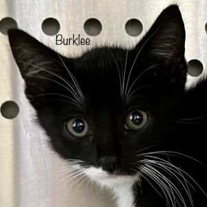 Burklee, Baby Female Domestic Short Hair