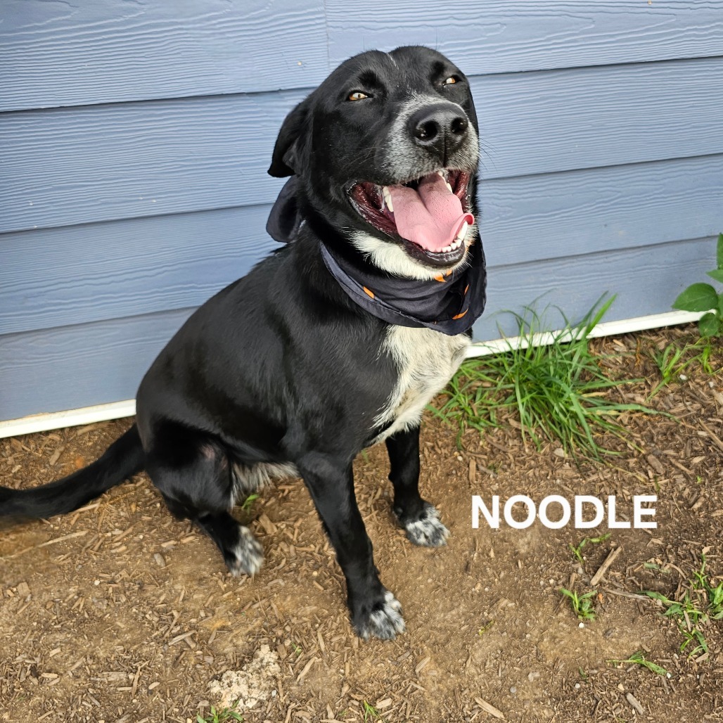 Noodle