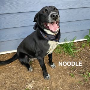 Noodle, Adult Male Black Labrador Retriever