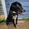 Noodle photo 3