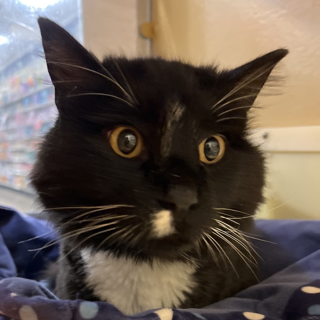 Grouper, an adoptable Domestic Long Hair in Bismarck, ND, 58507 | Photo Image 1