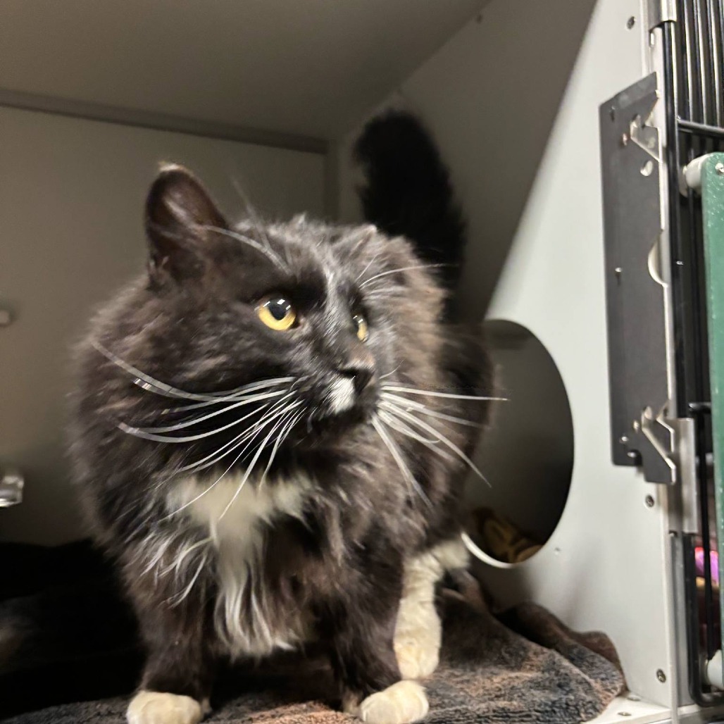 Grouper, an adoptable Domestic Long Hair in Bismarck, ND, 58507 | Photo Image 2