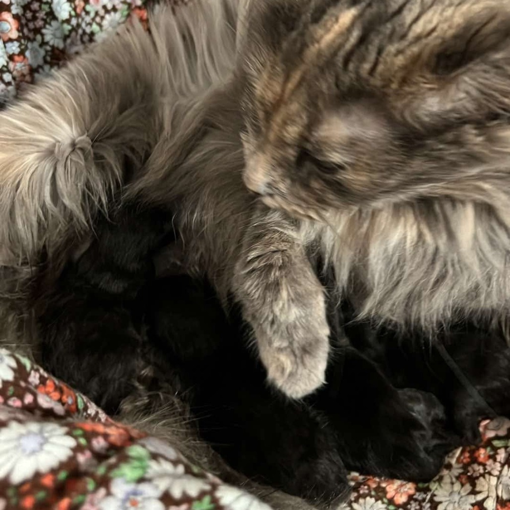 Miss Nelly