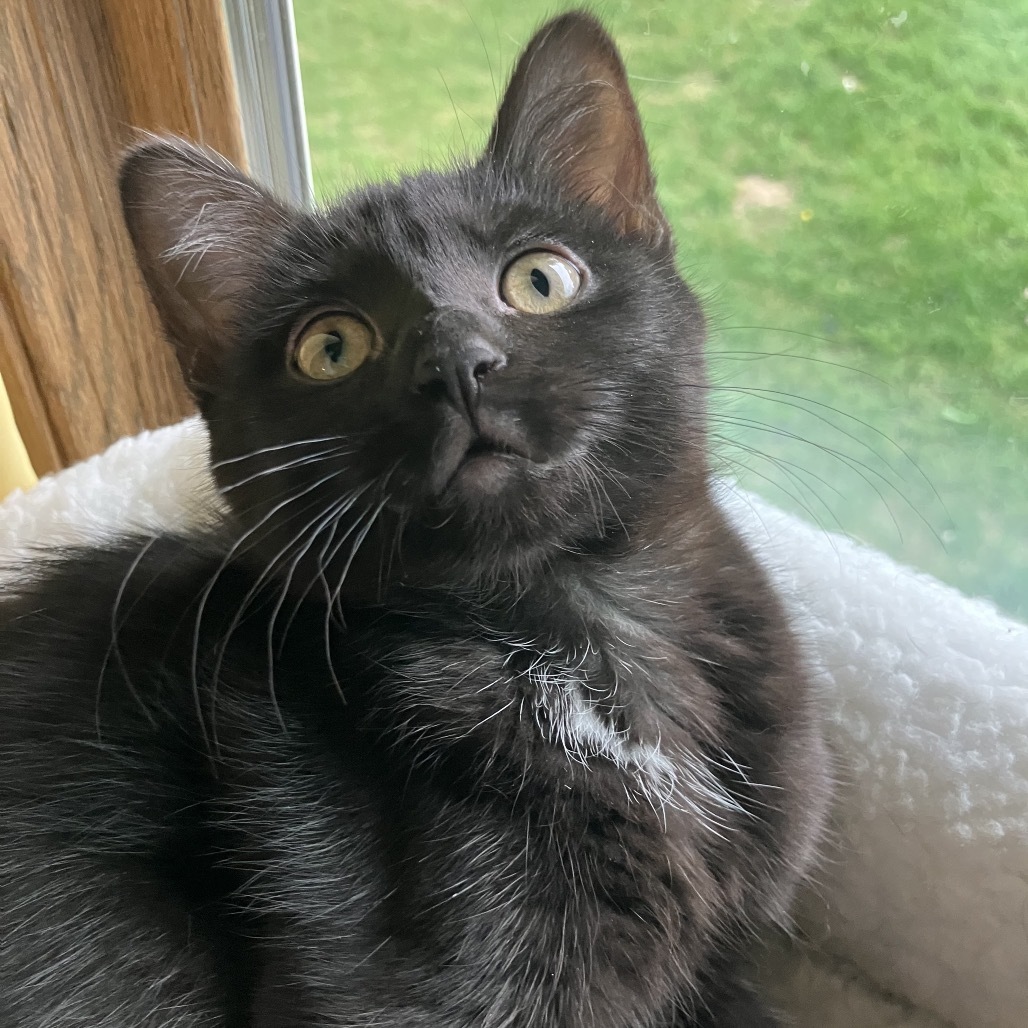 Miss Nelly