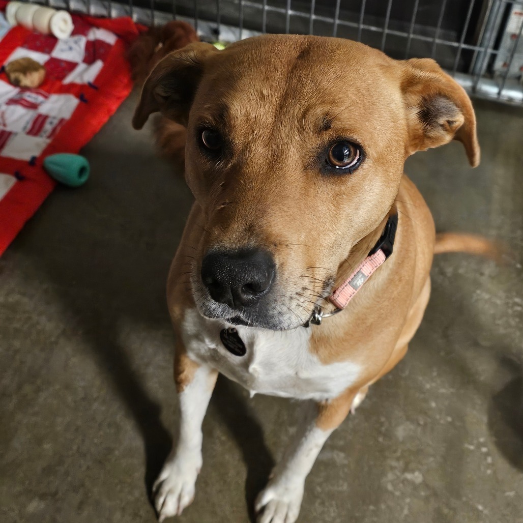Autumn, an adoptable Mixed Breed in Bismarck, ND, 58507 | Photo Image 1