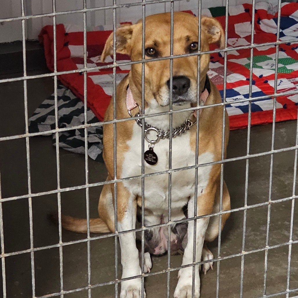 Autumn, an adoptable Mixed Breed in Bismarck, ND, 58507 | Photo Image 4