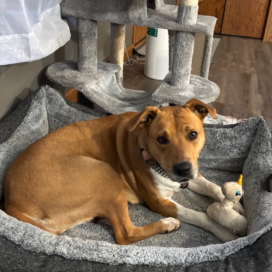 Autumn, an adoptable Mixed Breed in Bismarck, ND, 58507 | Photo Image 5