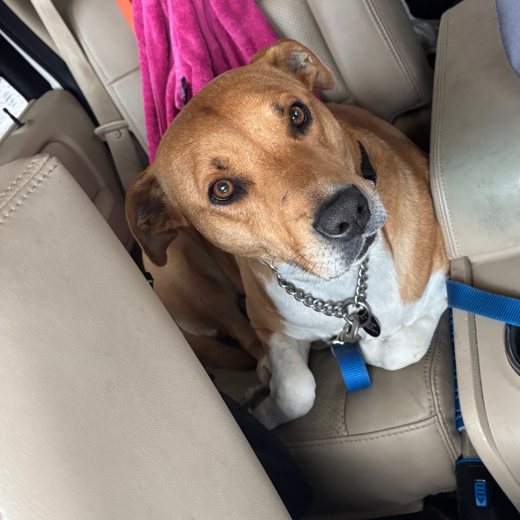 Autumn, an adoptable Mixed Breed in Bismarck, ND, 58507 | Photo Image 6