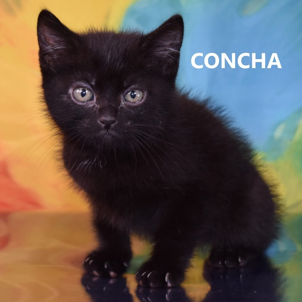 Concha, an adoptable Domestic Short Hair in Yuma, AZ, 85365 | Photo Image 1