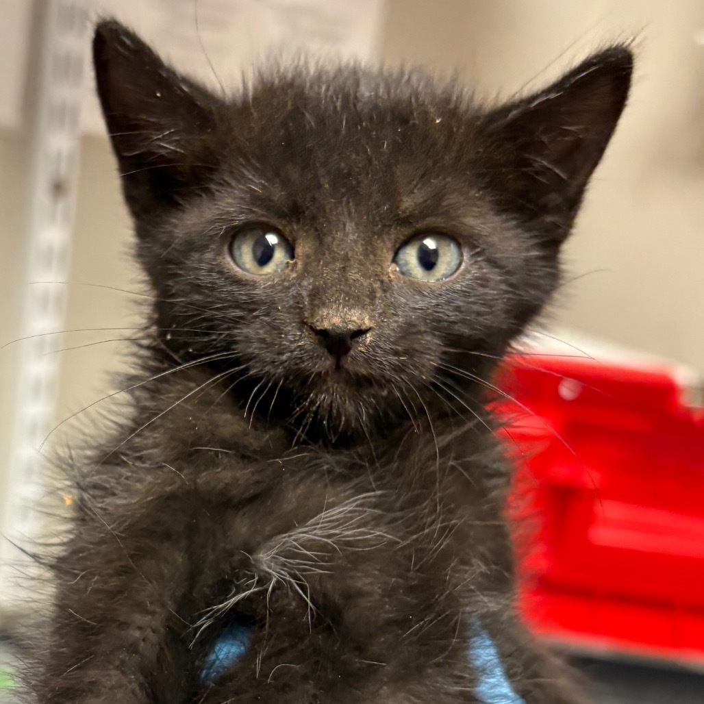 Concha, an adoptable Domestic Short Hair in Yuma, AZ, 85365 | Photo Image 2