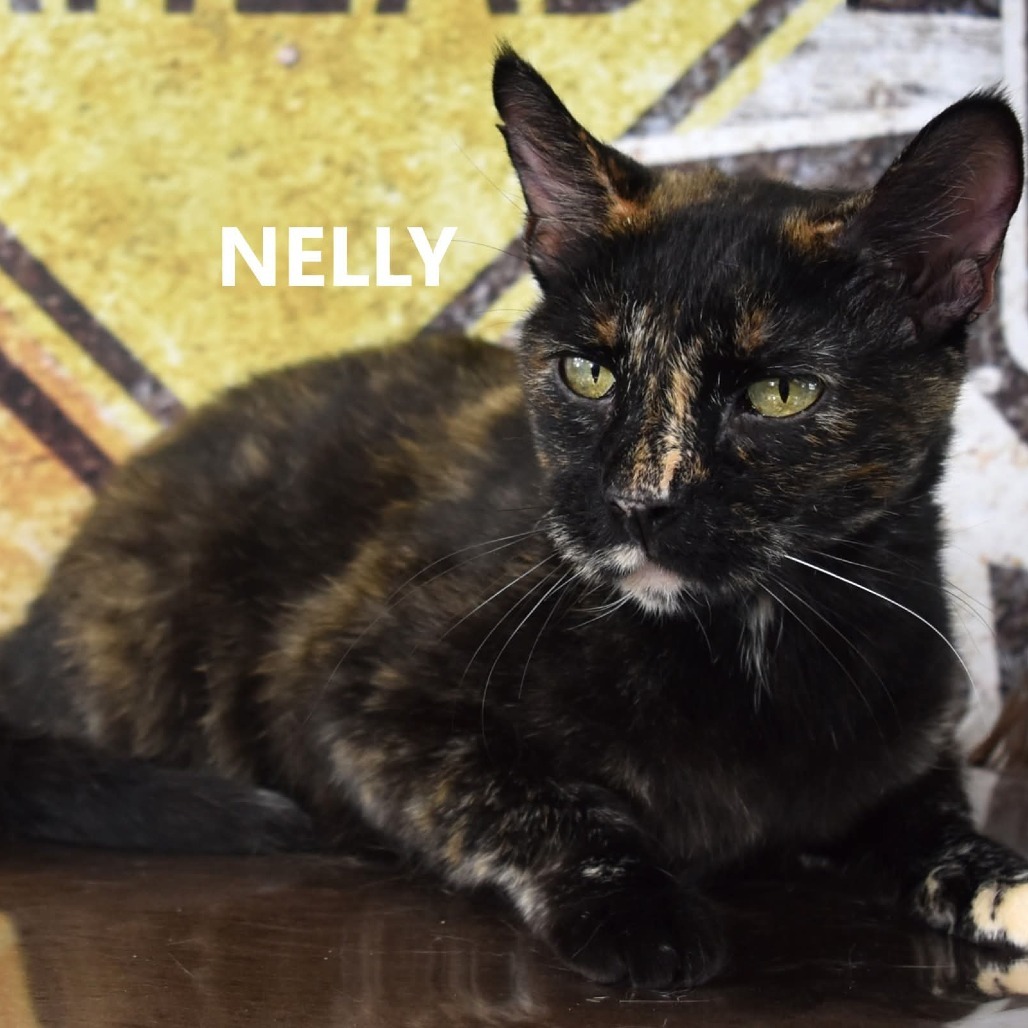 Nelly, an adoptable Domestic Short Hair in Yuma, AZ, 85365 | Photo Image 1
