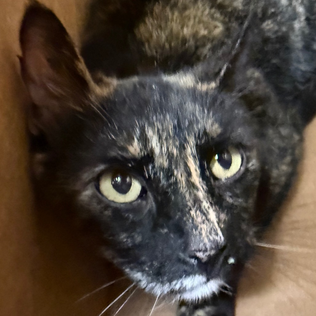 Nelly, an adoptable Domestic Short Hair in Yuma, AZ, 85365 | Photo Image 2