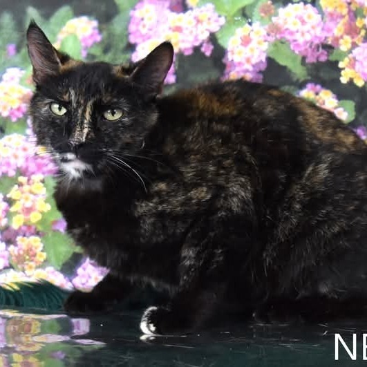 Nelly, an adoptable Domestic Short Hair in Yuma, AZ, 85365 | Photo Image 3