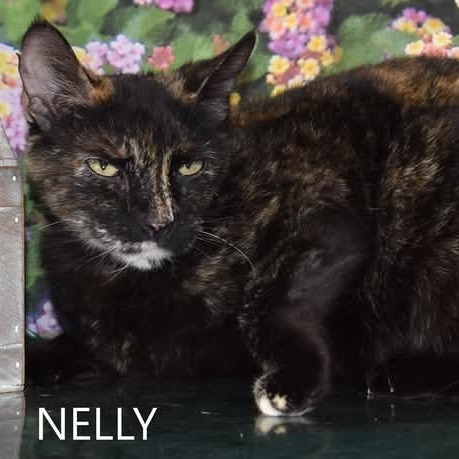 Nelly, an adoptable Domestic Short Hair in Yuma, AZ, 85365 | Photo Image 4