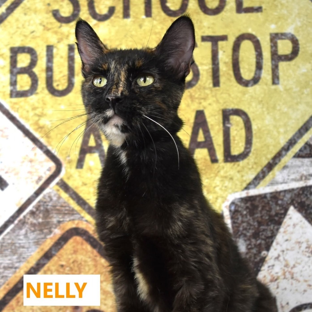 Nelly, an adoptable Domestic Short Hair in Yuma, AZ, 85365 | Photo Image 5
