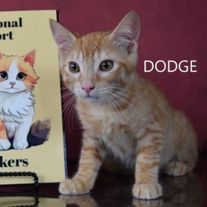 Dodge, Baby Male Domestic Short Hair