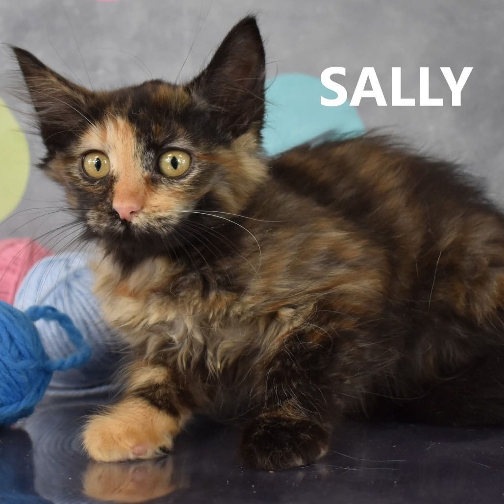 Sally, an adoptable Domestic Short Hair in Yuma, AZ, 85365 | Photo Image 1
