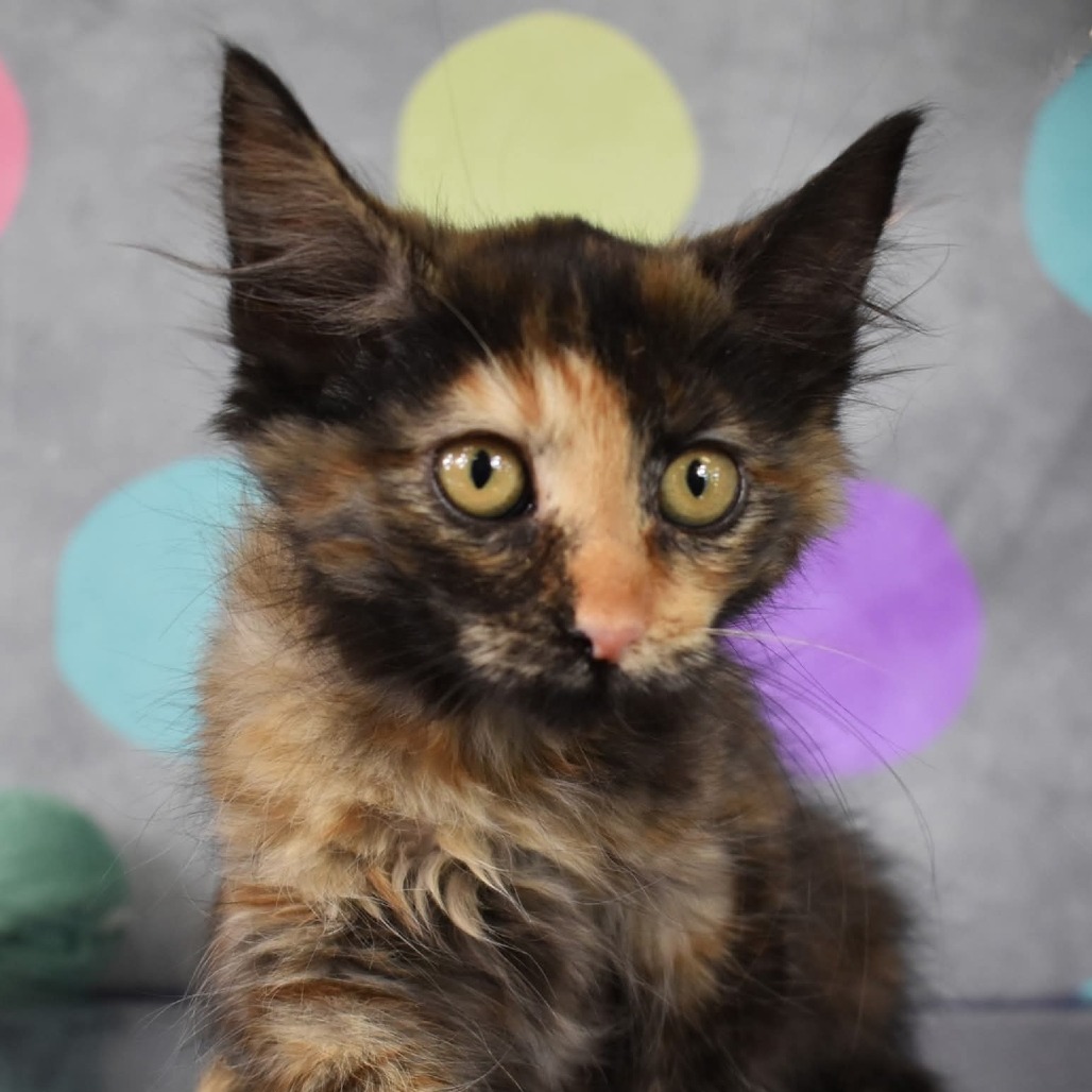 Sally, an adoptable Domestic Short Hair in Yuma, AZ, 85365 | Photo Image 2