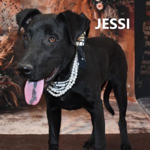 Jessi, Young Female Black Labrador Retriever