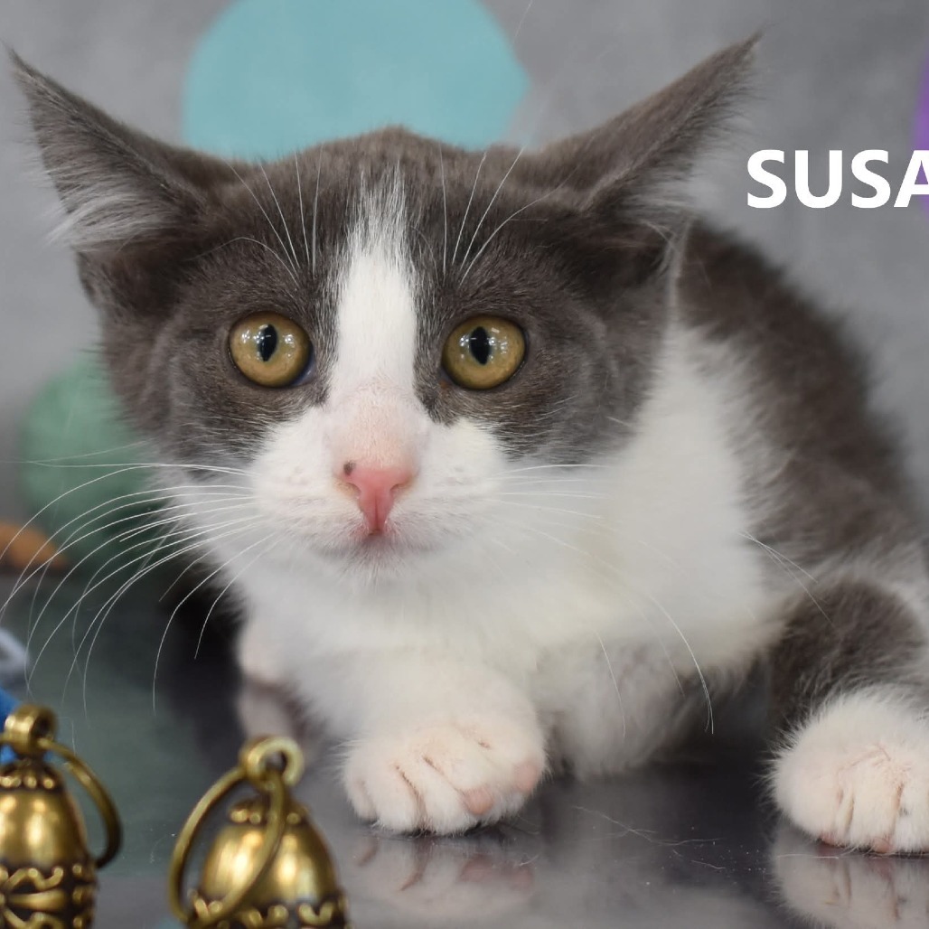Susan, an adoptable Domestic Short Hair in Yuma, AZ, 85365 | Photo Image 1
