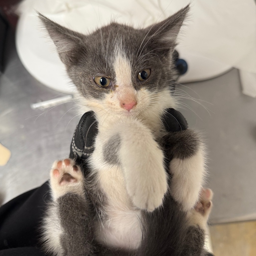 Susan, an adoptable Domestic Short Hair in Yuma, AZ, 85365 | Photo Image 2