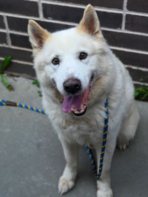 Bolt - IN FOSTER WW, Adult Male Mixed Breed