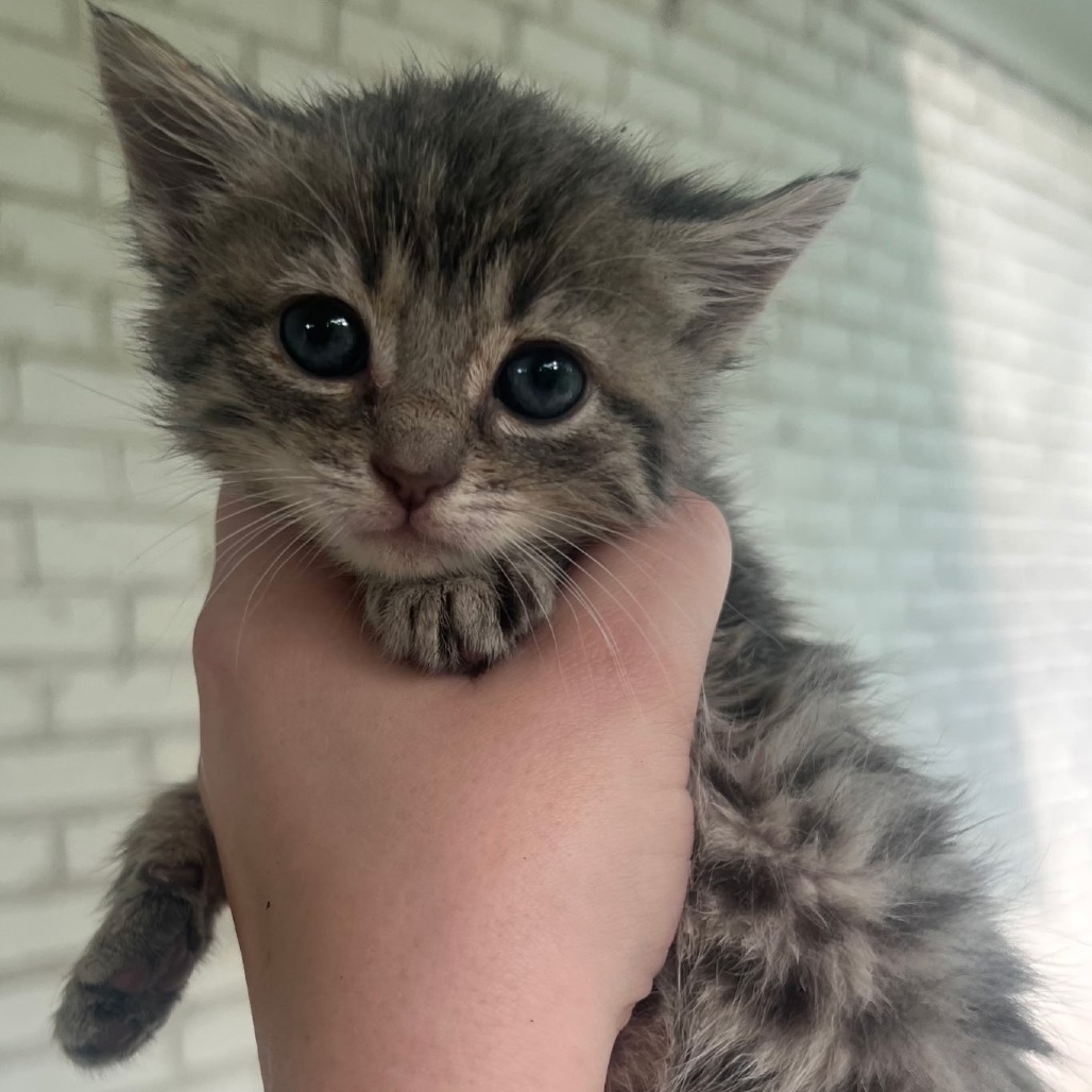 Eloise