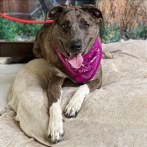 Cash, Young Male Catahoula Leopard Dog