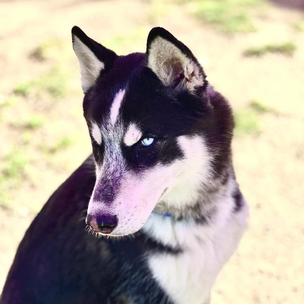 Shadow