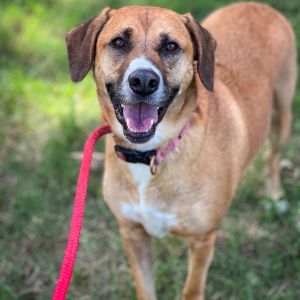 Vixen Daisy, Adult Female Labrador Retriever