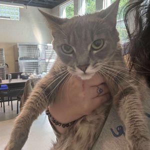 Tess, Adult Female Domestic Short Hair