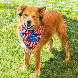 Perry, Adult Male Chow Chow