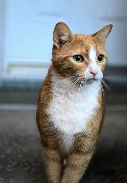 Simba