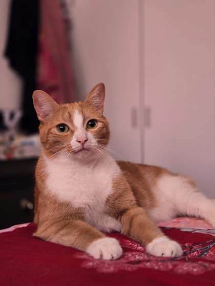 Simba