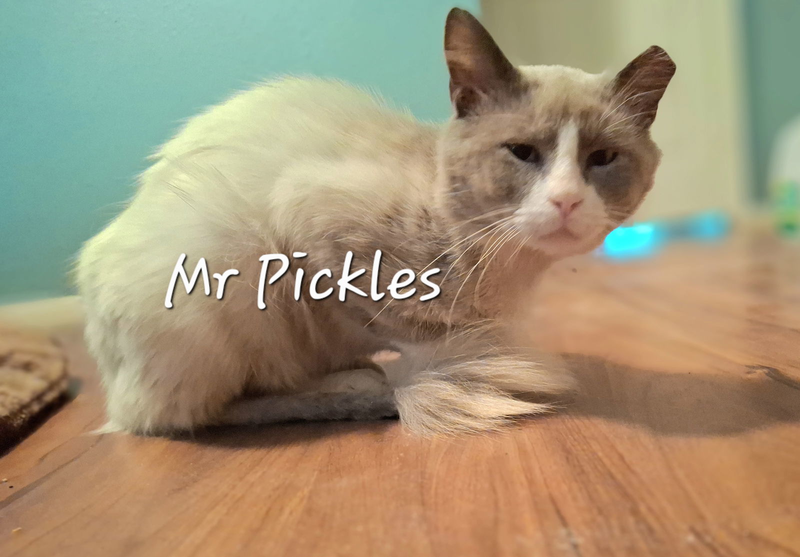 Mr Pickles #streetwise-sophisticat, an adoptable Ragdoll, Snowshoe in Houston, TX, 77005 | Photo Image 1